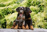 BEAUCERON - PUPPIES 267